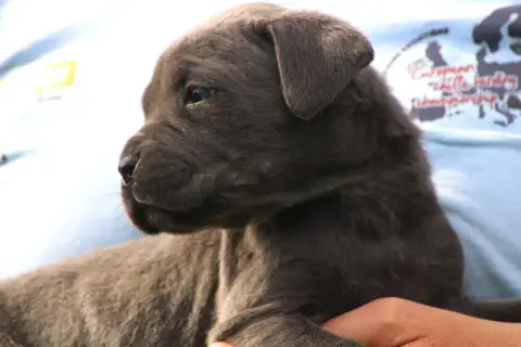 Cane Corso  Chiot N°7