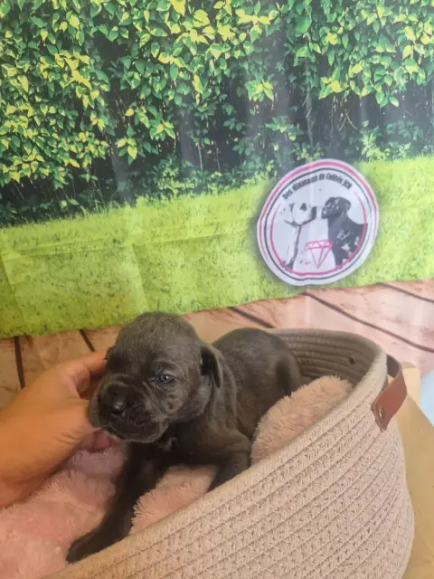 Cane Corso  Chiot N°11 Des Diamants Du Colisée Jcm photo 3