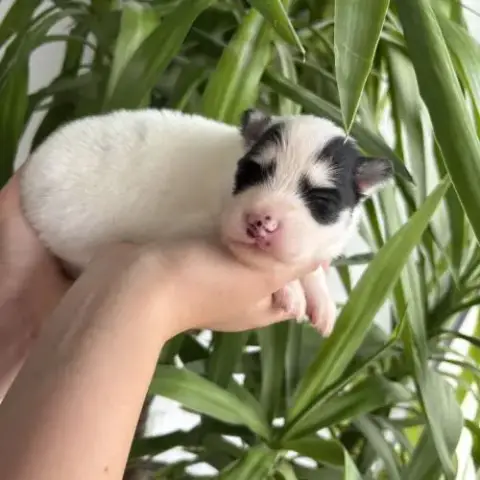 Pomsky A Réserver
