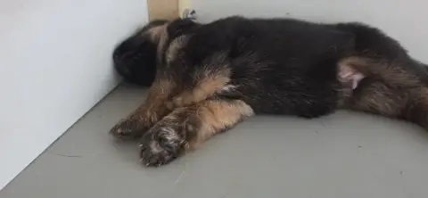 Berger Allemand 
                        Chiot N°5 Du 503ea