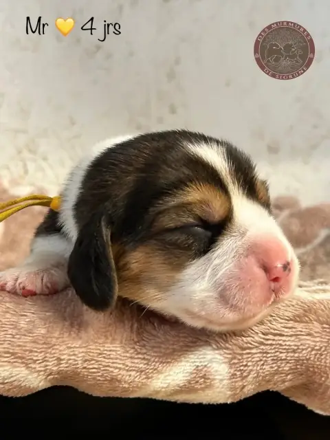 Beagle  Mr Jaune Des Murmures De Sigrune