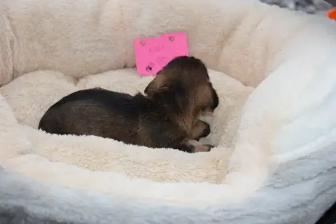 Teckel Poil Dur  Chiot N°6 Du Domaine Du Brame photo 3
