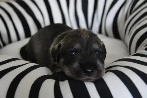 Schnauzer  Chiot 7 Du Domaine De Prescalix photo 2
