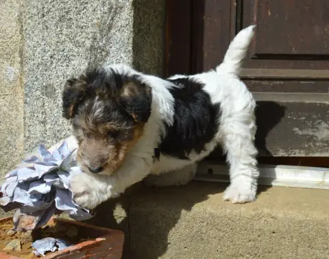 Fox Terrier Poil Dur  Boogie Woogie Du Jardin D'Inuko 1d2b9 photo 3