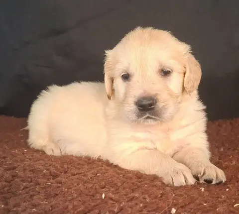 Golden Retriever  Chiot N°4 Des Marais De Courmont