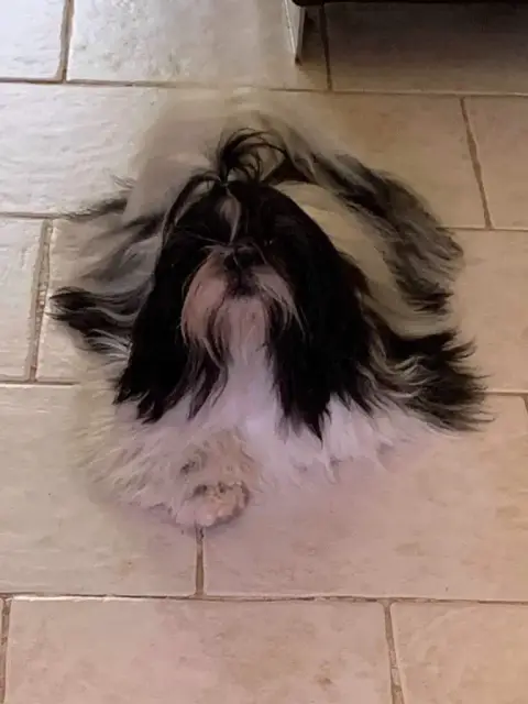 Shih Tzu  Chiot N°2 Des Canailles De Boubou photo 3