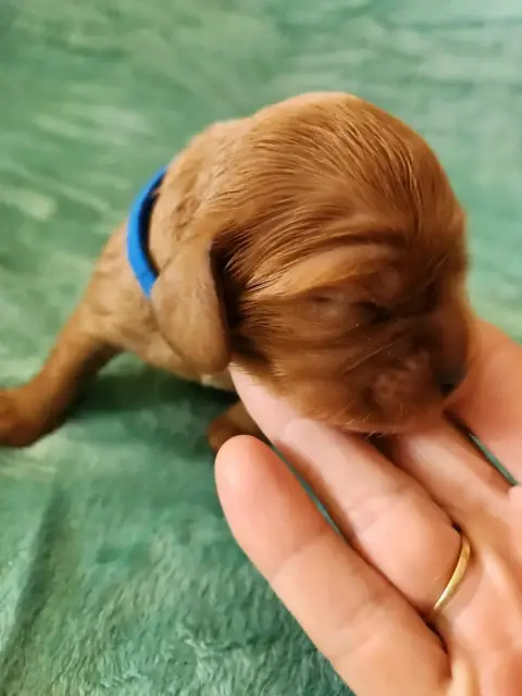 Cavalier King Charles Spaniel  Chiot 6 Du Royaume De  5fca3