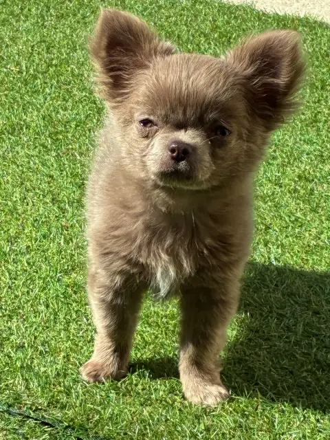 Chihuahua  Chiot N°2 The Kingdom Of The Little Red Ki 7cdb0