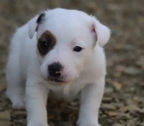 Jack Russell Terrier  Collier Kaki De La Lisardière 7c96c