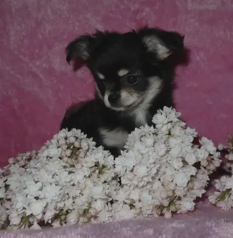 Chihuahua  Bellino Angello Du Doux Mystère photo 2