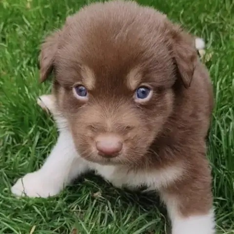 Chiots Lof Berger Australien Parents Testés