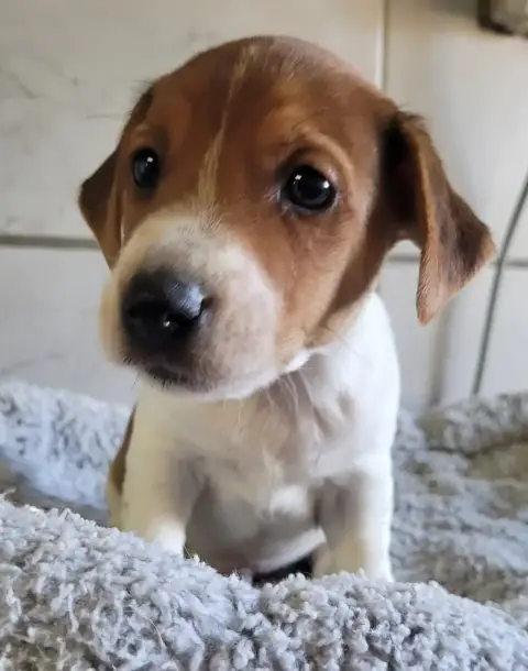 Jack Russell Terrier  Burk Des Marais De Courmont