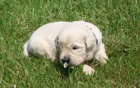 Golden Retriever