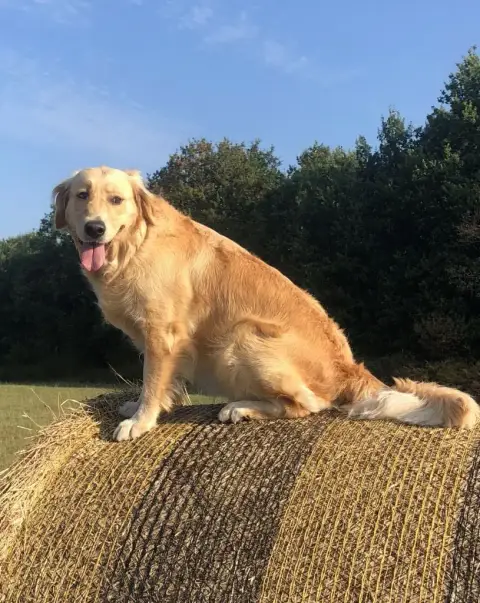 Golden Retriever  Mr Blanc De La Tribu De Cochise photo 3