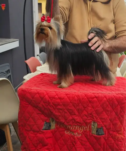 Yorkshire Terrier  Chiot 4 Du Logis De Beaumanoir photo 3