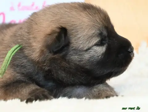Eurasier  Chiot 4 Des Legendes De Retz