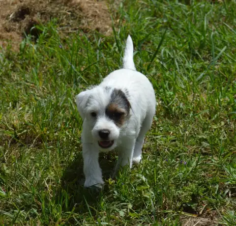 Parson Russell Terrier  Billy The Kid Du Jardin D'Inu c1b0c photo 2
