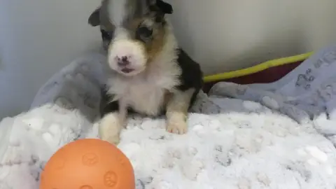 Berger Australien  Chiot N°9 Du Domaine Des Ecorces 32b64