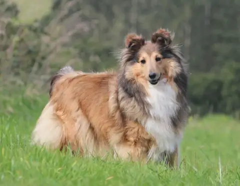 Shetland Sheepdog  Bambou Gold Du Cèdre Enchanté photo 3