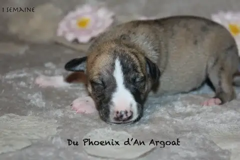 Whippet  Baby Du Phoenix D'An Argoat