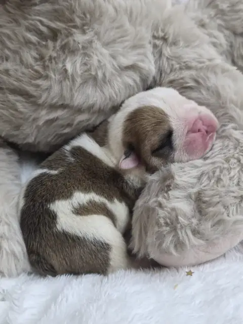 Bulldog Anglais  Billie Eilish Des Éclats De Cassiopé 2a00d