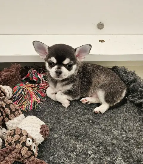 Chihuahua  Baloo De Ponflot photo 2