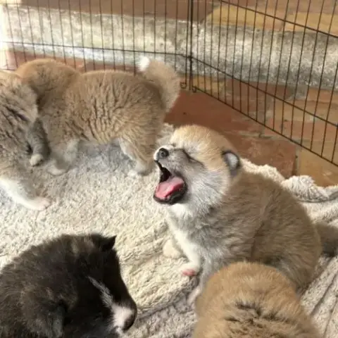 Chiots Akita Inu