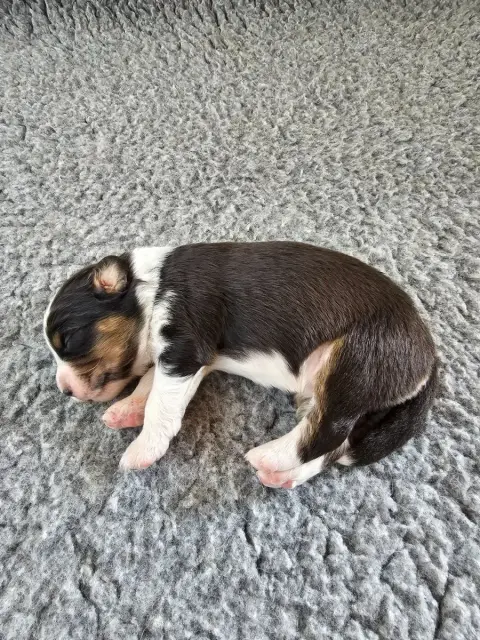 Berger Australien  Chiot 3 Of Luna'S Farm photo 2