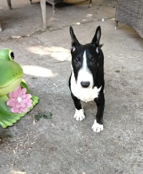 Bull Terrier Miniature  Chiot N°2
