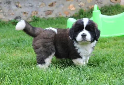 Chien Du Saint- photo 3