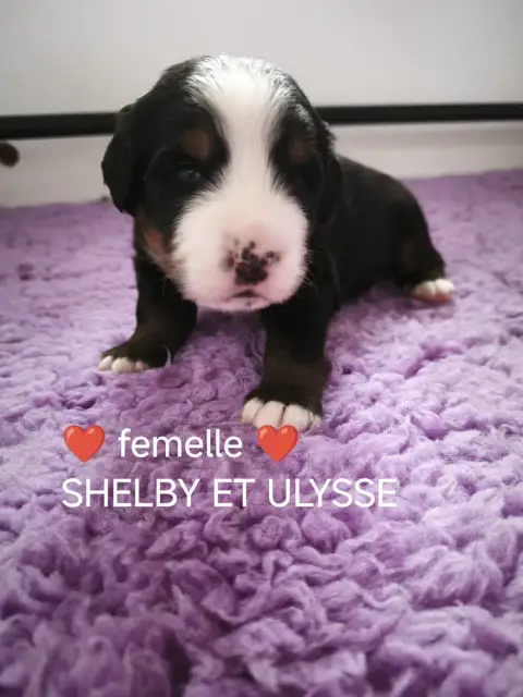 Adopter Bouvier Bernois 
                        Callier Roug 29fb8