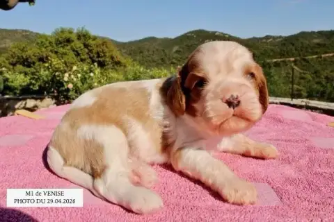 Cavalier King Charles Spaniel  M1 Venise De La Bastid 84c19 photo 2