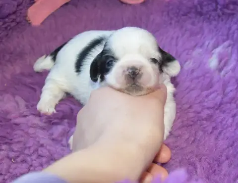 Shih Tzu  Chiot 4 B................ De La Maison Du R 3269a