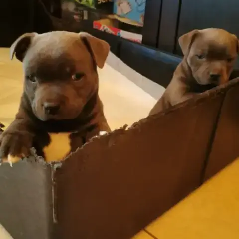 Chiots Staffordshire Bull Terrier Dit Staffie