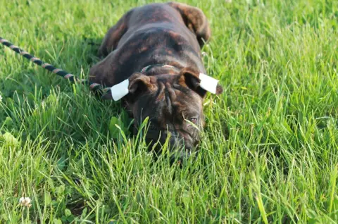 American Staffordshire Terrier  Automne Du Domaine Du 197f6 photo 2