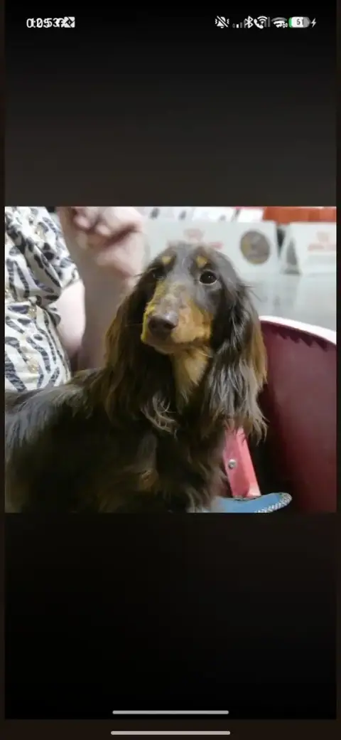 Teckel Poil Long  Chiot 1 Du Clos De Brignagues