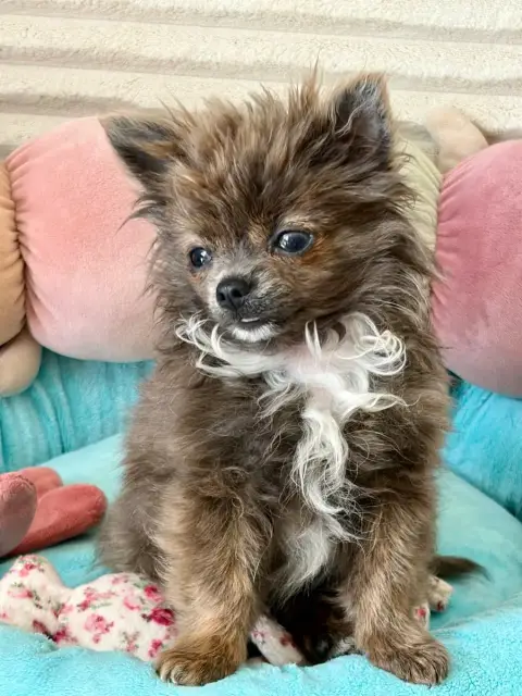 Chihuahua  Bushi No Puchi Pikachu Des Minis Bombes photo 2