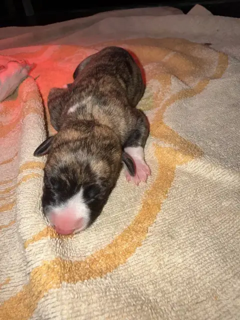 Whippet  Chiot 1 Du Haras Eclair Horside'Whip