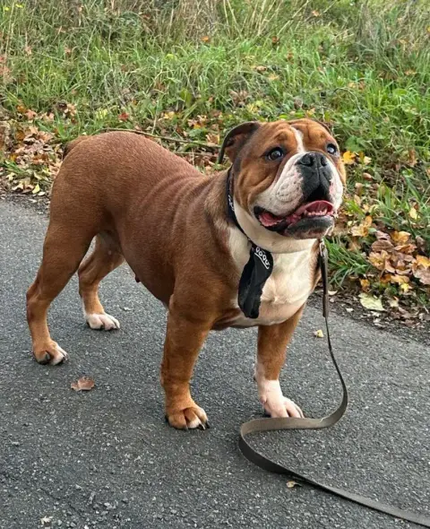 Bulldog Continental  Collier Bleu Du Domaine De Beala 90aae photo 3