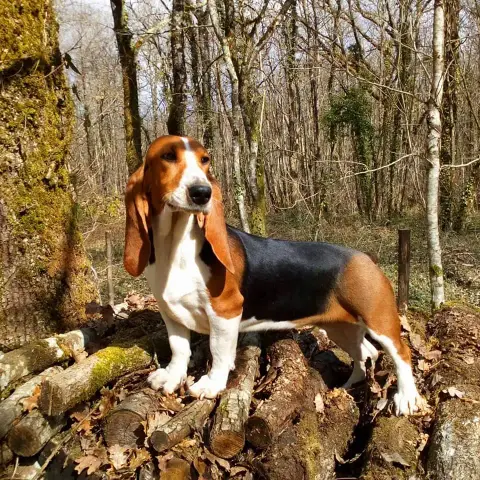 Basset Artesien Normand  Chiot N°7 Des Terres Du Doux 1436c photo 3