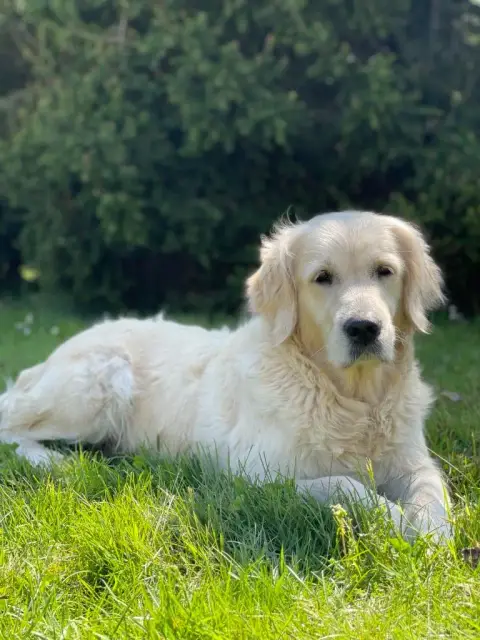 Golden Retriever  Collier Orange Du Mont Chauve photo 3