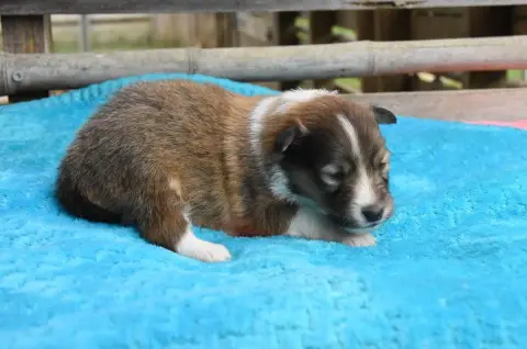 Shetland Sheepdog  Chiot N°1 Des Collines De Sagne photo 3