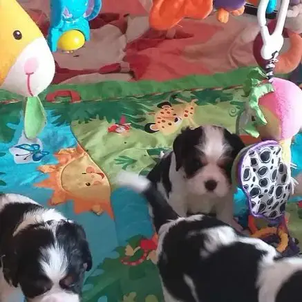 Magnifiques Chiots Cavalier King Charles