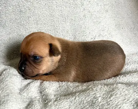 Staffordshire Bull Terrier  Fauve Patasnegras