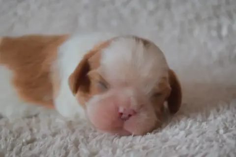 Cavalier King Charles Spaniel  B....... (Point Rond B cdd80