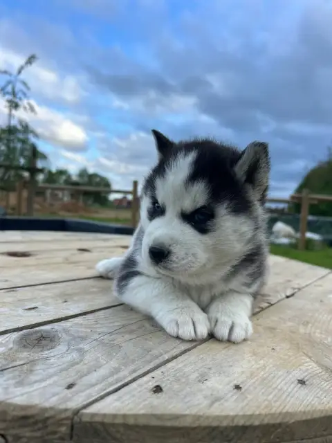 Siberian Husky  Chiot 1 Du Domaine Pacifique