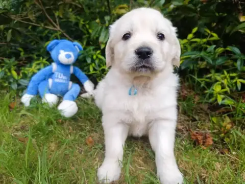 Golden Retriever  Mâle Collier Bleu Des Berberis