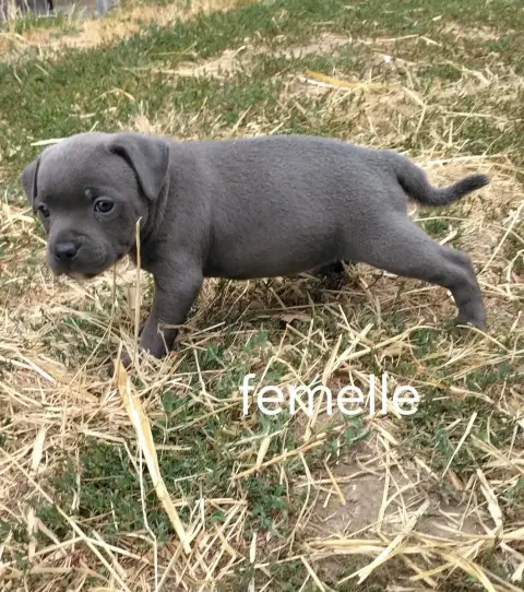 Staffordshire Bull Terrier 
                        C 87429 photo 2