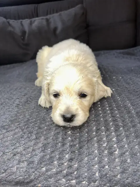 Golden Retriever  Noir