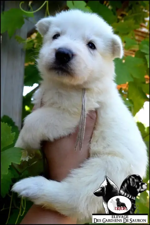 Berger Blanc Suisse photo 2